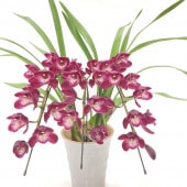 テーブルシンビジューム 赤～濃い目ピンク 2本立アーチ ファイヤー