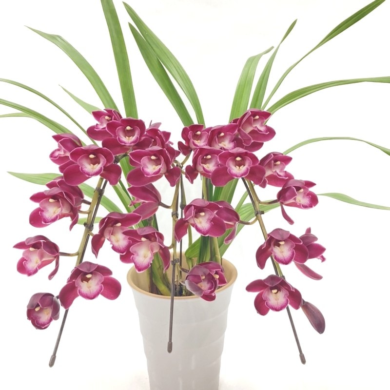 テーブルシンビジューム 赤~濃い目ピンク 3本立アーチ ファイヤービレッジ “ワインシャワー” 5号 ※お届けに10日程度かかる場合がございます。|洋蘭10-SA