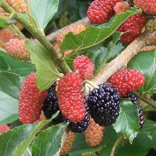 ＜実付き＞スイートマルベリー 5号｜果樹04-PA