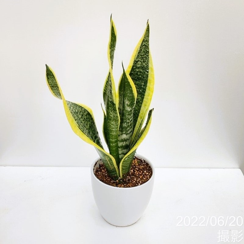 期間限定10％OFF！】サンスベリア 4号 スパーバ 白陶器鉢仕様｜観葉02