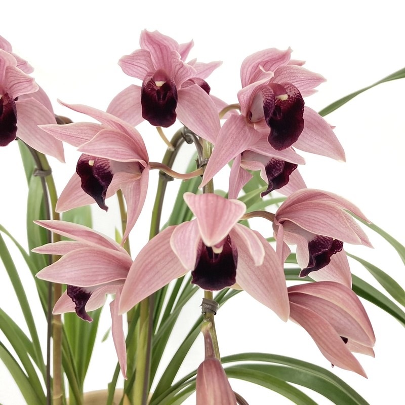 テーブルシンビジューム ミリオンベール 2本立アーチ 5号 ※お届けに10日程度かかる場合がございます。｜洋蘭10-SA