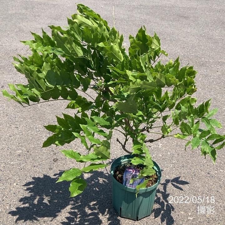 ＜今季開花終了株＞一才フジ 7号｜花木03-D3