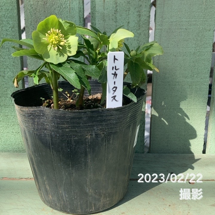 クリスマスローズ 原種 トルカータス 5号ポット｜山野04-PA | 草花