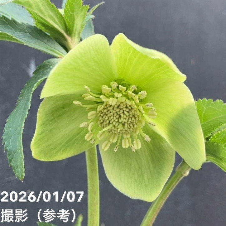 クリスマスローズ ボッコネイ