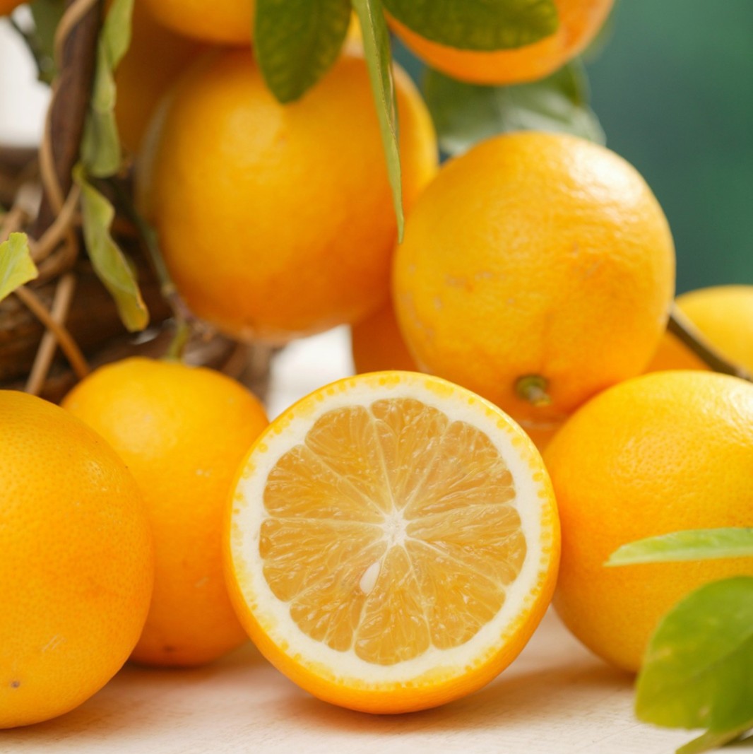 レモン スイートレモン 4号｜果樹10-TU