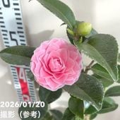 椿 ツバキ 4号 ダローネガ［こだわりの前田ナーセリー苗］｜花木04-PA