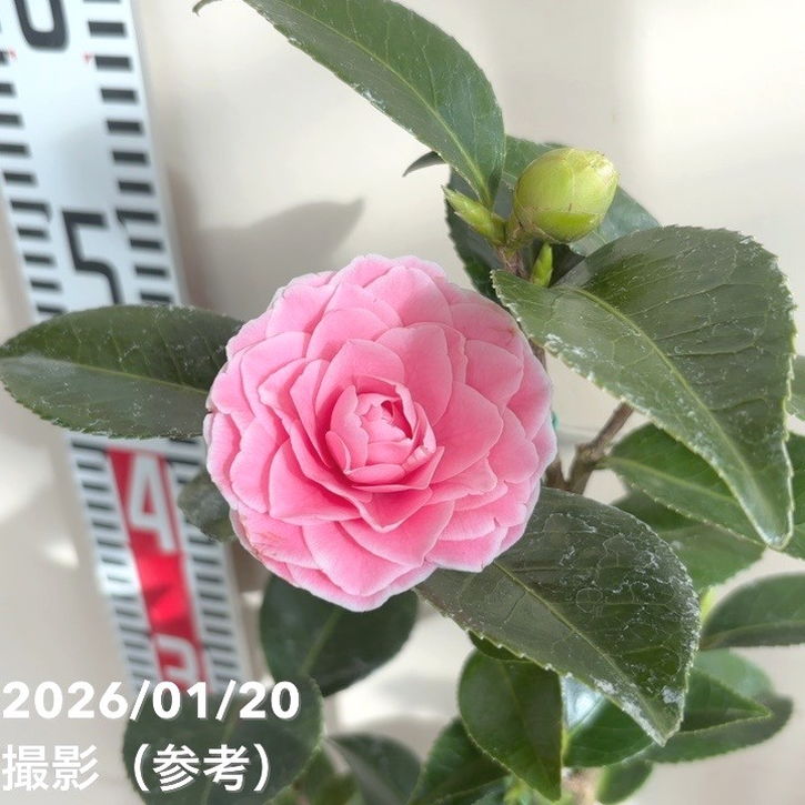 まほろば大苗 椿 鉢底約130cm 椿園オンラインショップ / まほろば