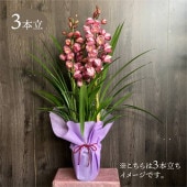 【斑入り】シンビジウム　洋蘭　観葉植物　シンビジューム　6寸 シンビジューム オレンジ系 6号 4本立 ギフト仕様｜洋蘭04-PA | ギフト