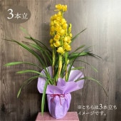 シンビジューム ピンク系 6号 3本立 ギフト仕様｜洋蘭04-PA | ギフト