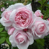 シンビジューム アーチ 7号陶器鉢 4本立 リトルガール スペースシティ