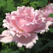 バラ大苗 ロマンティック・チュチュ 7号 ロサ・オリエンティス｜花木04