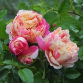 バラ新苗 パニエ 4号 河本バラ園 河本麻記子さん ローズ・ドゥ