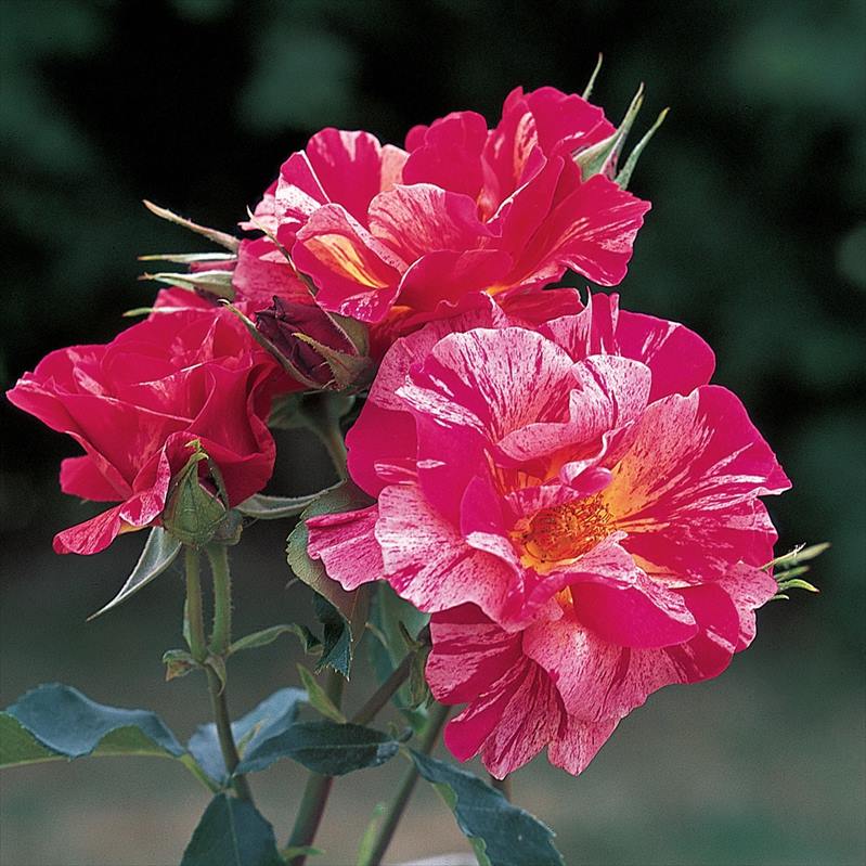 バラ大苗 エドガー・ドガ