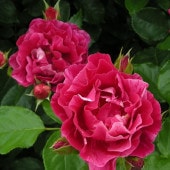 バラ長尺大苗 ロマンティックチュチュ ロサオリエンティス 正規品 ロマンティックチュチュ – はなはなショップ