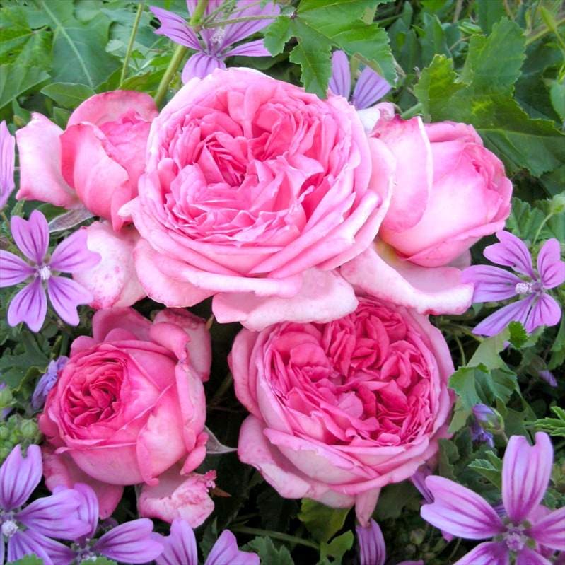 バラ大苗 ラ・ローズ・ドゥ・モリナール 7号 Delbard デルバール｜花木