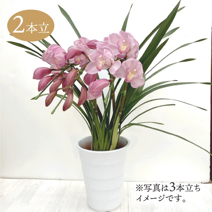 テーブルシンビジューム ピンク系 2本立アーチ 5号 ※お届けに10日程度かかる場合がございます。｜洋蘭10-SA