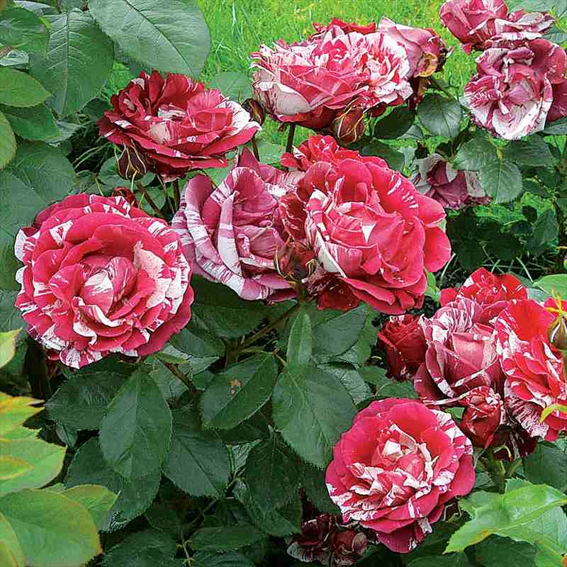 バラ大苗 アンリ・マチス 7号 Delbard デルバール｜花木04-PA | 花木