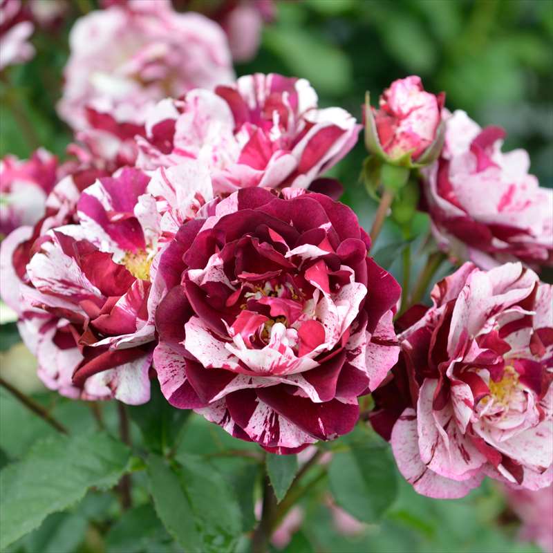 バラ ニューイマジン