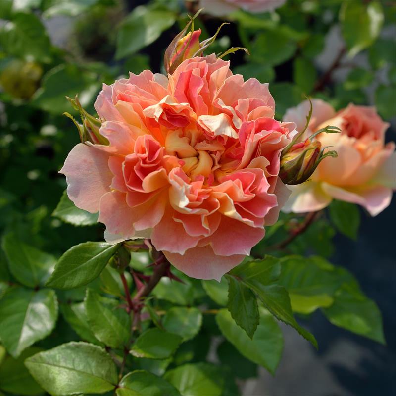 ランタン シトロイユ