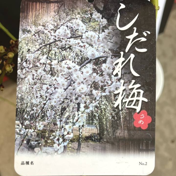 しだれ梅 白 7号｜花木04-PA