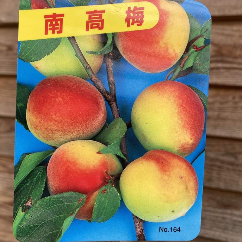 実梅 南高梅