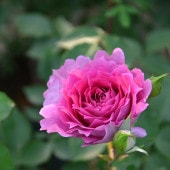 バラ大苗 ロマンティック・チュチュ 7号 ロサ・オリエンティス｜花木04