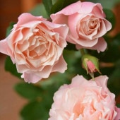 バラ中苗 パニエ 6号ロングスリット 河本バラ園 河本麻記子さん ローズ