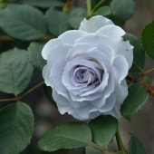 バラ大苗 ポルト・ブルー 7号 ロサ・オリエンティスプログレッシオ