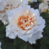 一点物】加藤農園 クリスマスローズ アフロディーテ 4.5号深ポリ（KT7