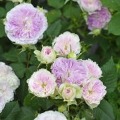 バラ大苗 ルクソール 7号 ロサ・オリエンティスプログレッシオ｜花木04