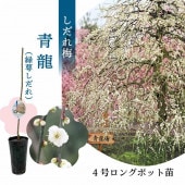 ppp　現物「ユーカリ・グニー」６号　＆　白花マンサク ppp 現物「ユーカリ・グニー」6号 ＆ 白花マンサク
