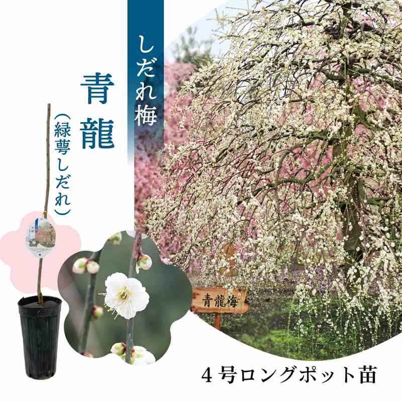 【数量限定】鈴鹿の森庭園 しだれ梅名木「青龍」接ぎ木苗 4号ロングポット苗 1年生苗｜花木10-D1