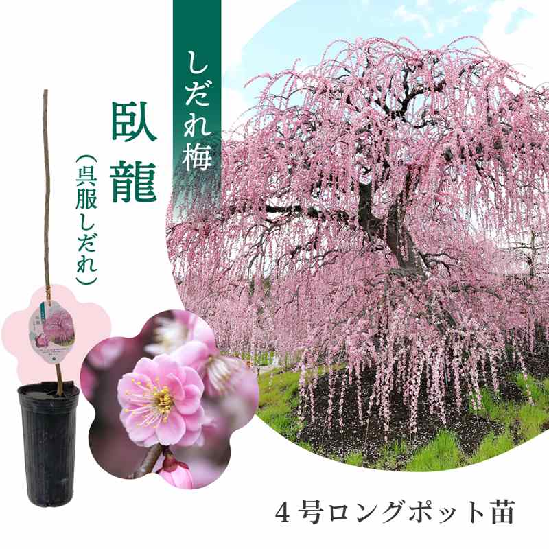 【数量限定】鈴鹿の森庭園 しだれ梅名木「臥龍（呉服しだれ）」接ぎ木苗 4号ロングポット苗 1年生苗｜花木10-D1