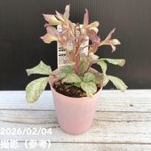 カラーリーフクリスマスローズ 3.5号 ステルニー スーパーシルバー（赤