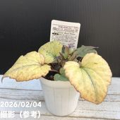 カラーリーフクリスマスローズ 3.5号 フェチダス カーリー 松村