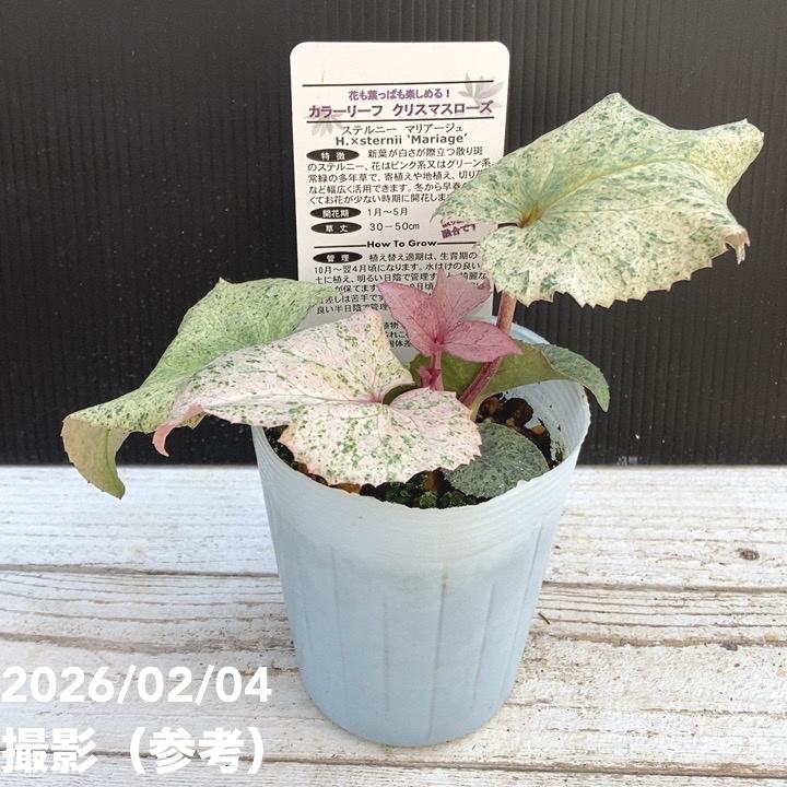 カラーリーフクリスマスローズ 3.5号 マリアージュ 松村ナーセリー｜山野04-PA
