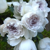 バラ新苗 ポム 4号 河本バラ園 河本麻記子さん ローズ・ドゥ