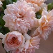 バラ大苗 シャンパーニュ 7号 ロサ・オリエンティス｜花木04-PA | 花木