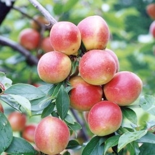 実梅 露茜（つゆあかね）4号ロングポット PVP｜果樹04-PA