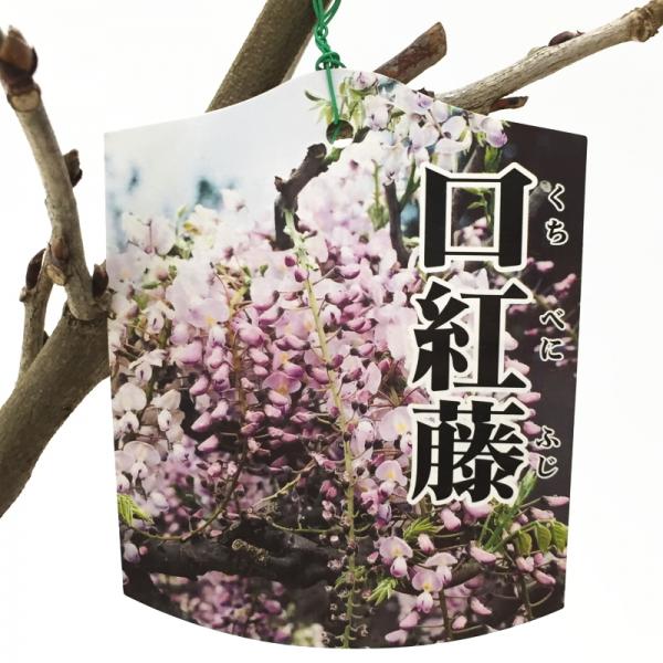 たおやかに咲く日本の藤（フジ）口紅藤 8号（花芽つき）｜花木04-PA