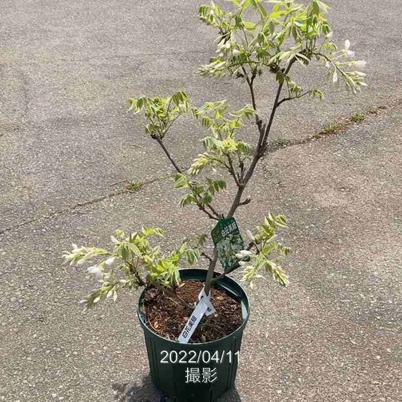 たおやかに咲く日本の藤（フジ）白花美短（花芽付き）8号｜花木04-PA