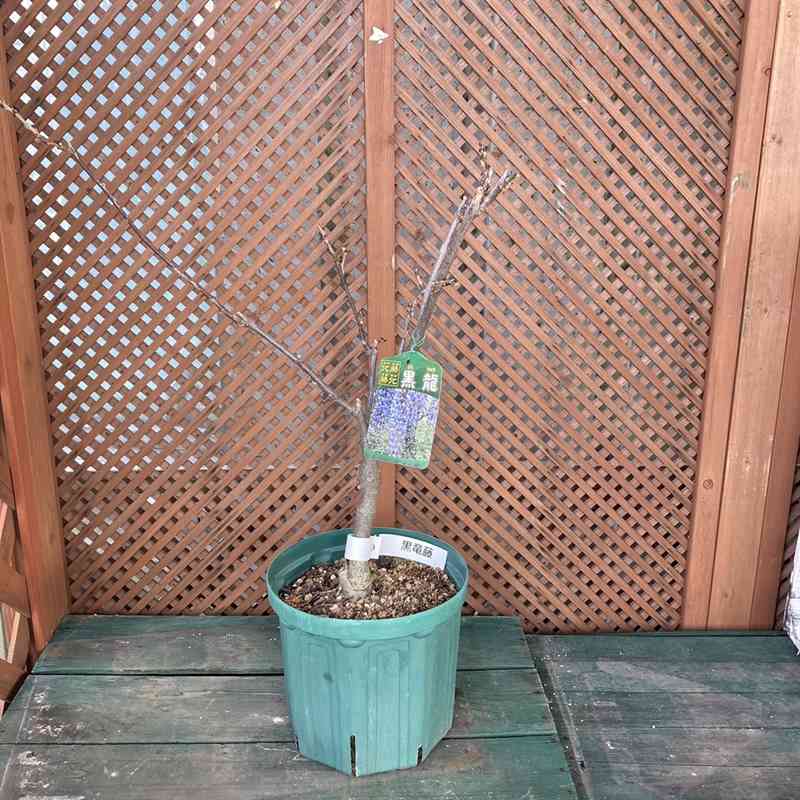 たおやかに咲く日本の藤（フジ）黒龍藤（花芽付き）8号｜花木04-PA