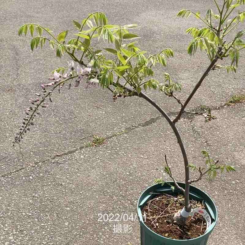 たおやかに咲く日本の藤(フジ)花フジ 紅(花芽付き)8号|花木04-PA