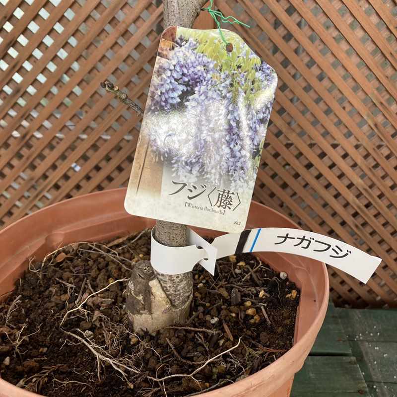 たおやかに咲く日本の藤（フジ）ナガフジ（花芽付き）8号｜花木04-PA