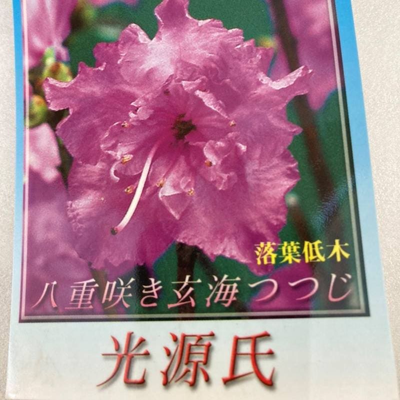八重咲き玄海ツツジ 光源氏 4.5号｜花木10-TU
