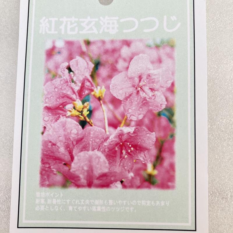 <ただいま開花中>紅花玄海ツツジ 4.5号|花木10-TU