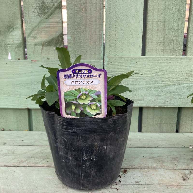 クリスマスローズ ニゲルマリアクリスマスローズ苗 ニゲル 花壇 花木 植木 庭木 カラーリーフ 多花性 生垣 キンボウゲ ヘレボルス マリア 生け垣