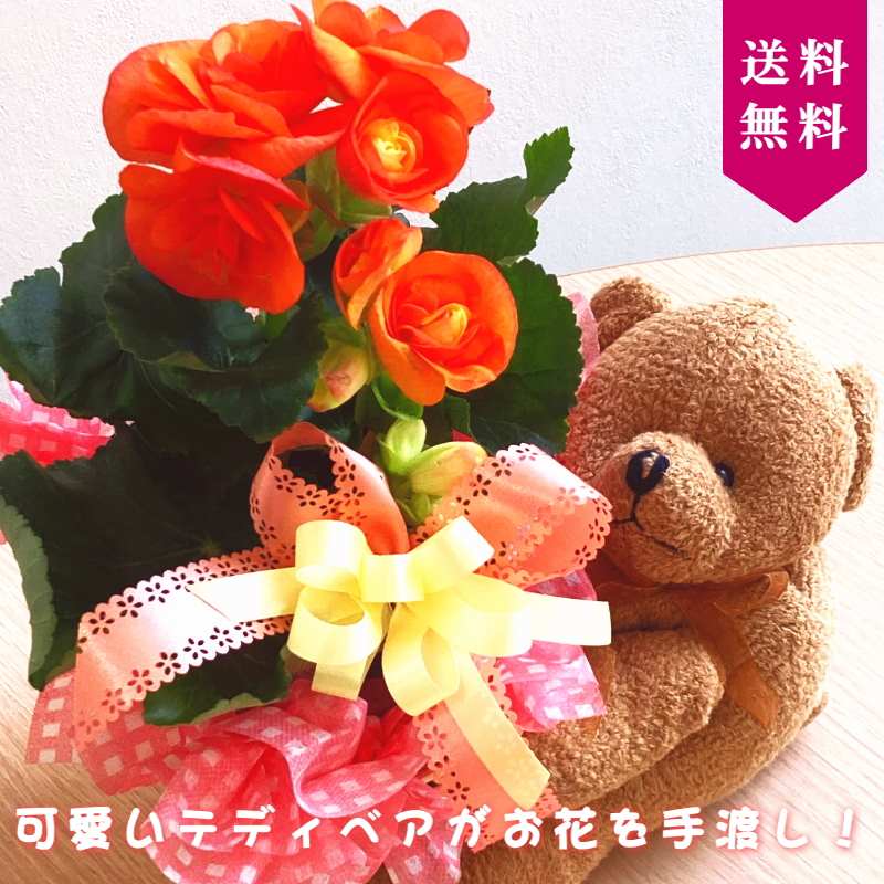 フラワーギフト お祝いベアーブラウン リーガースベゴニア オレンジ系 Pa ギフト 赤塚植物園オンライン 花の音