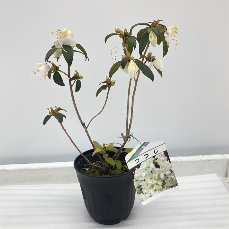 ＜ただいま開花中＞白玄海（玄海ツツジ）4.5号｜花木10-TU