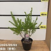 斑入りパキラ ミルキーウェイ 6号｜観葉04-PA | 観葉・多肉